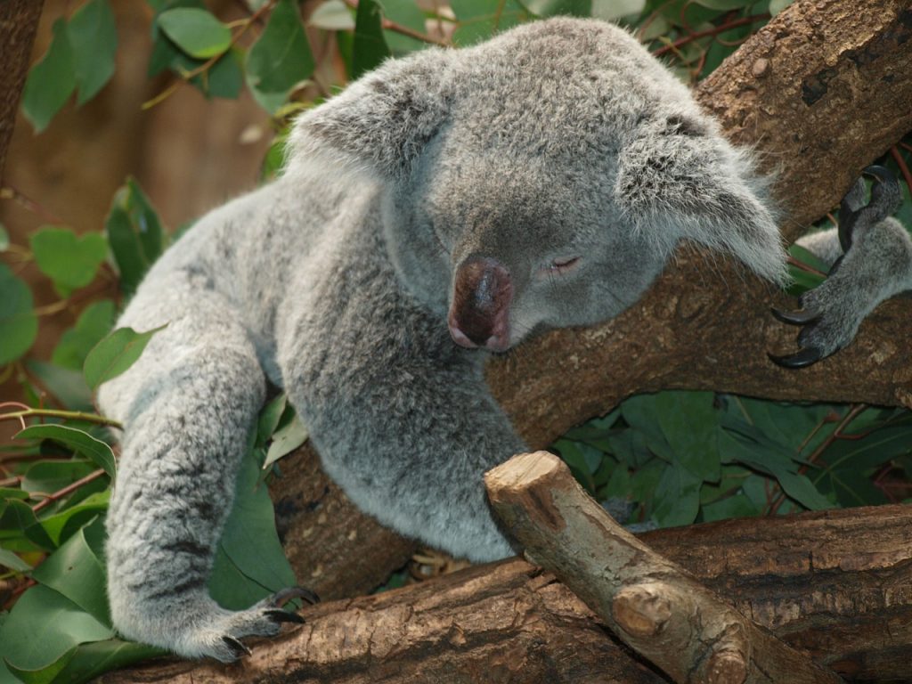 koala-bear-9960_1280 - ¿Insomnio? Cómo dormir en 1 minuto