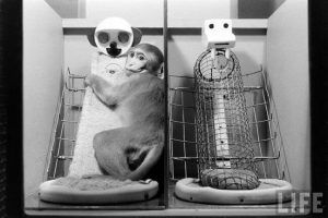 Harlow demostró con sus experimentos que las crías de mono preferían el contacto físico mucho más antes que el alimento. Llegaban a pasar hasta 22 horas al día pegados a su mamá artificial